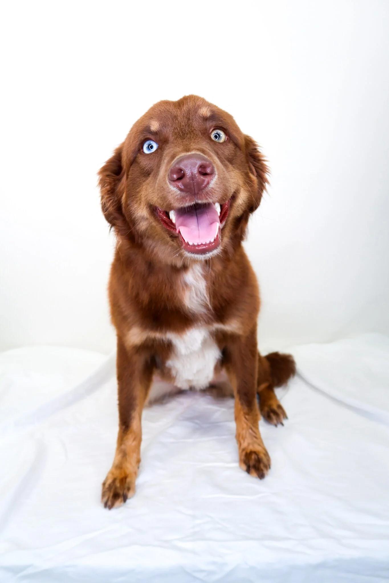 Nexus, an adoption pending mixed breed in Bixby, OK image 1/6