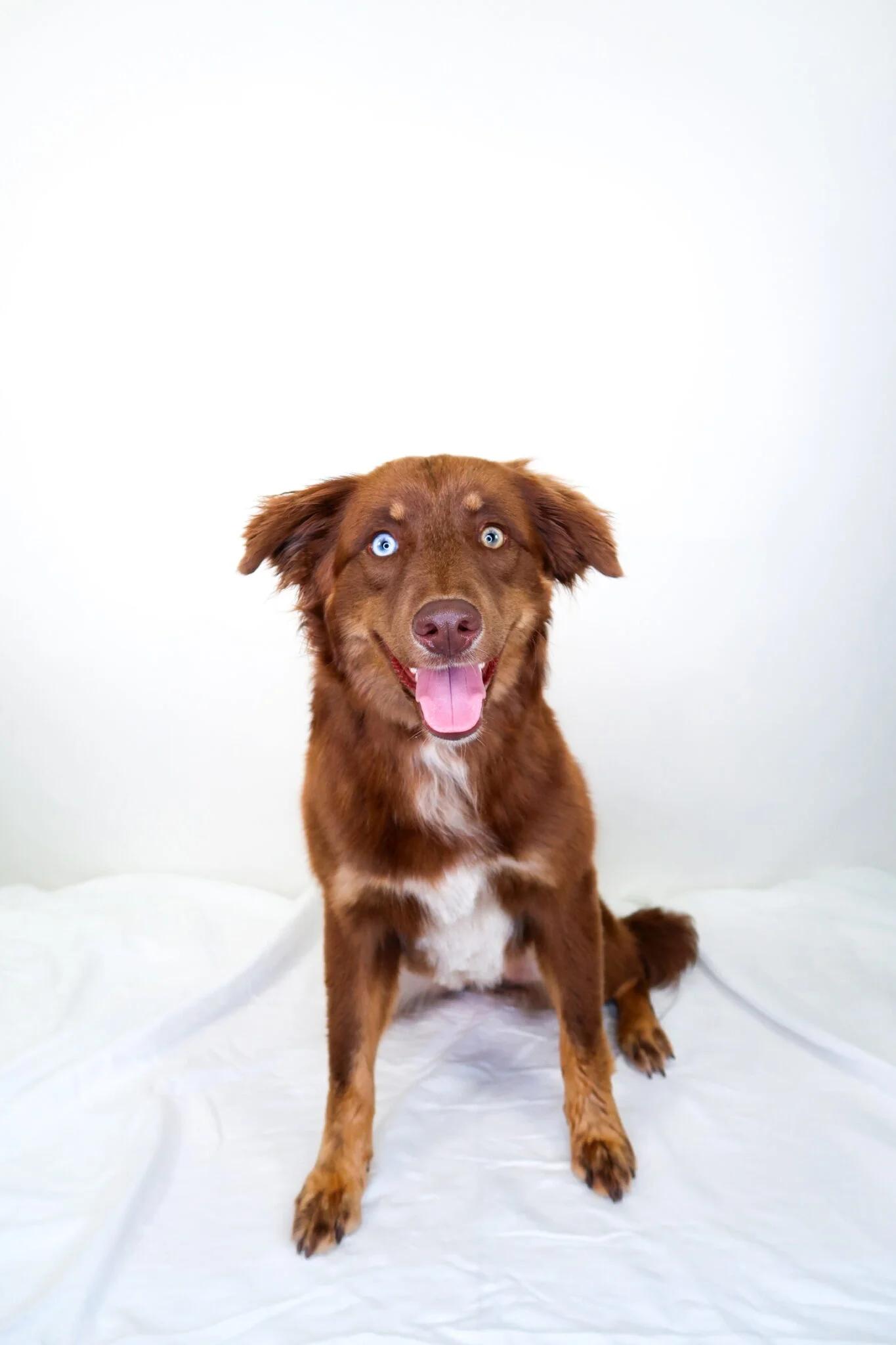 Nexus, an adoption pending mixed breed in Bixby, OK image 2/6