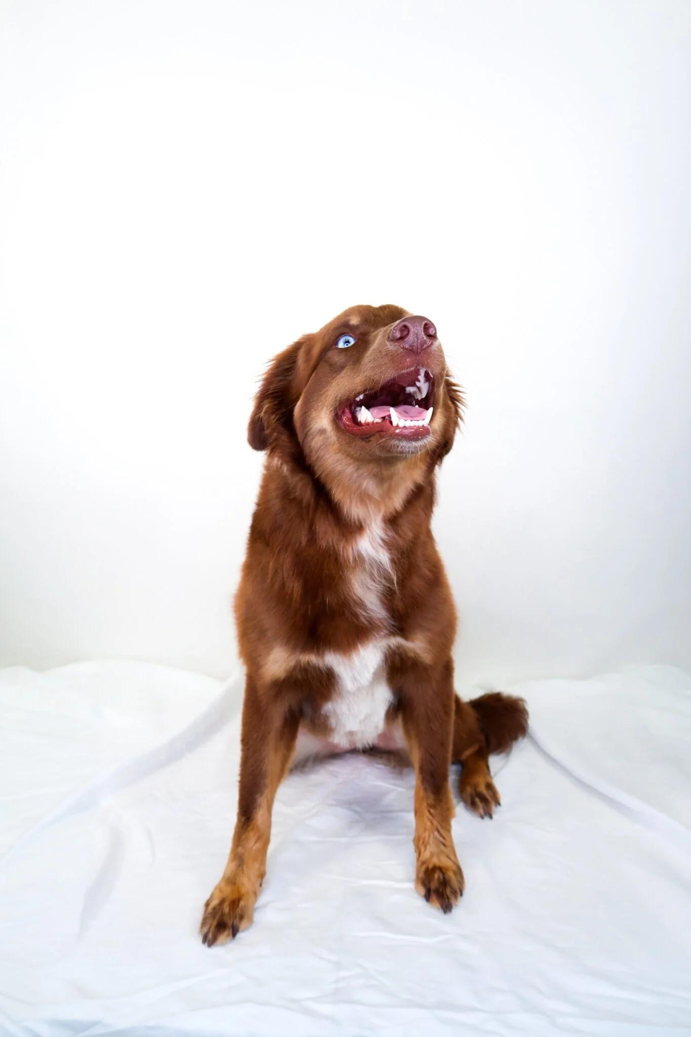 Nexus, an adoption pending mixed breed in Bixby, OK image 4/6