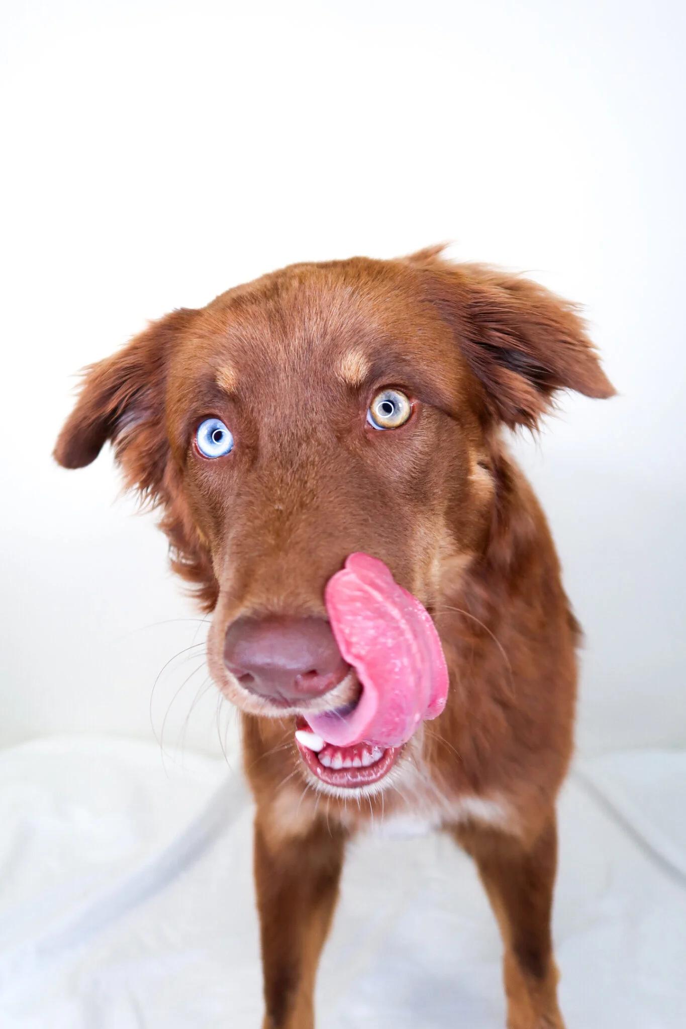 Nexus, an adoption pending mixed breed in Bixby, OK image 3/6