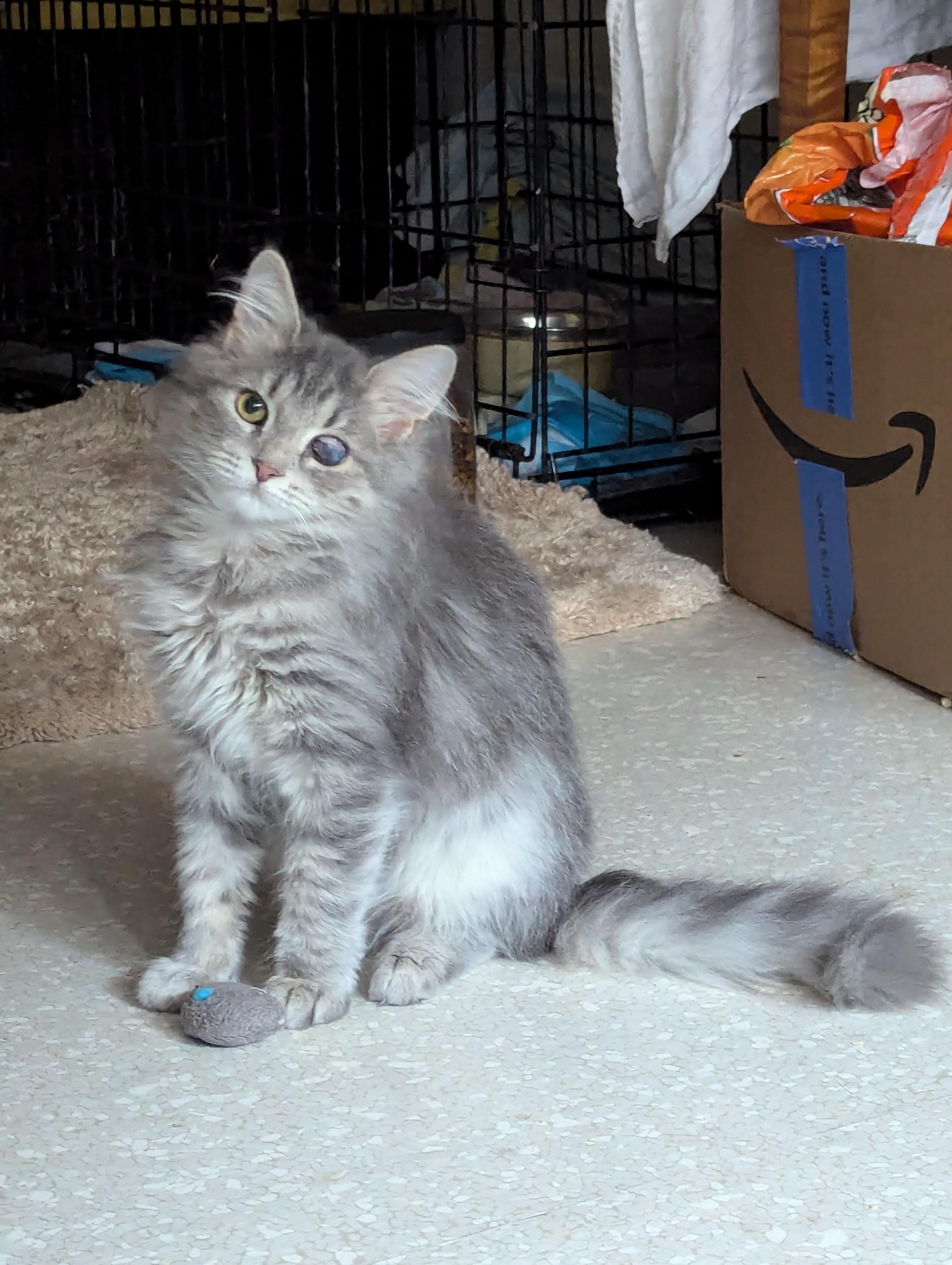 BINDY, Adopted, Young Female Domestic Long Hair.