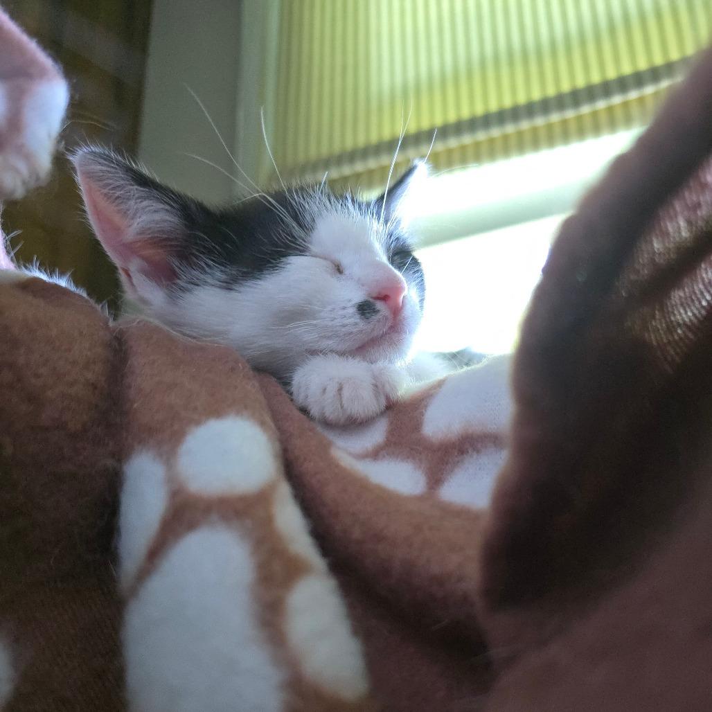 Gracie, Adoptable, Young Female Domestic Short Hair.