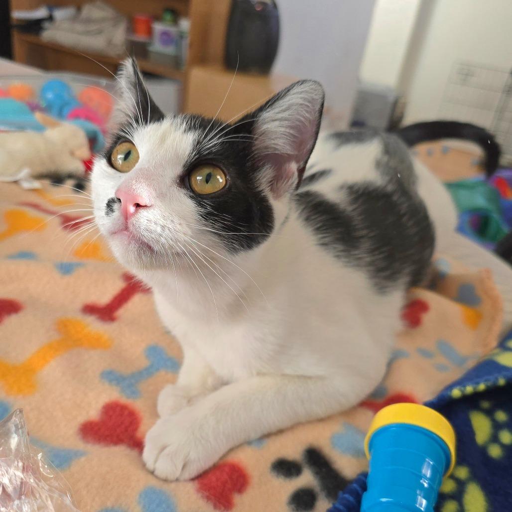 Gracie, a Adoptable Domestic Short Hair in Grantsville, UT image 5/6