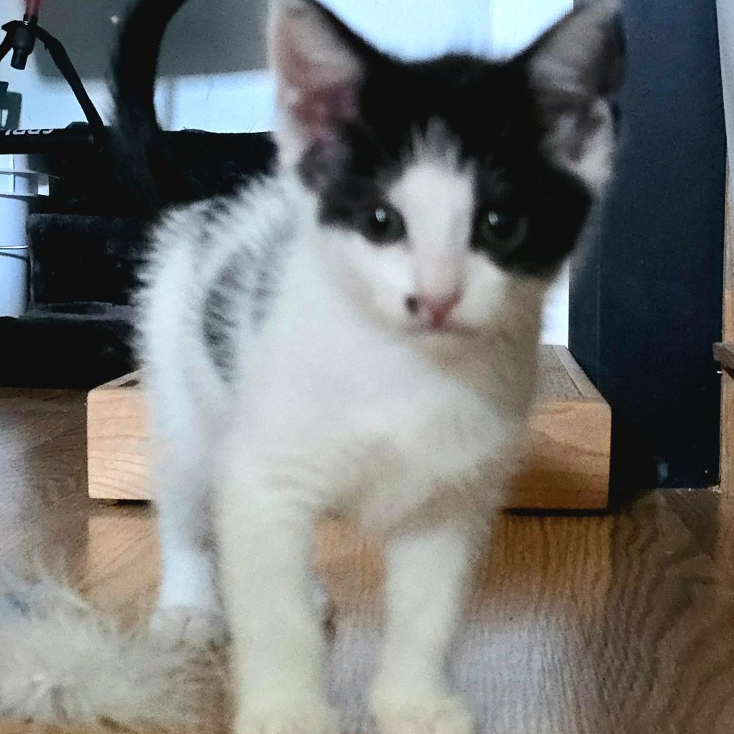 Gracie, a Adoptable Domestic Short Hair in Grantsville, UT image 6/6