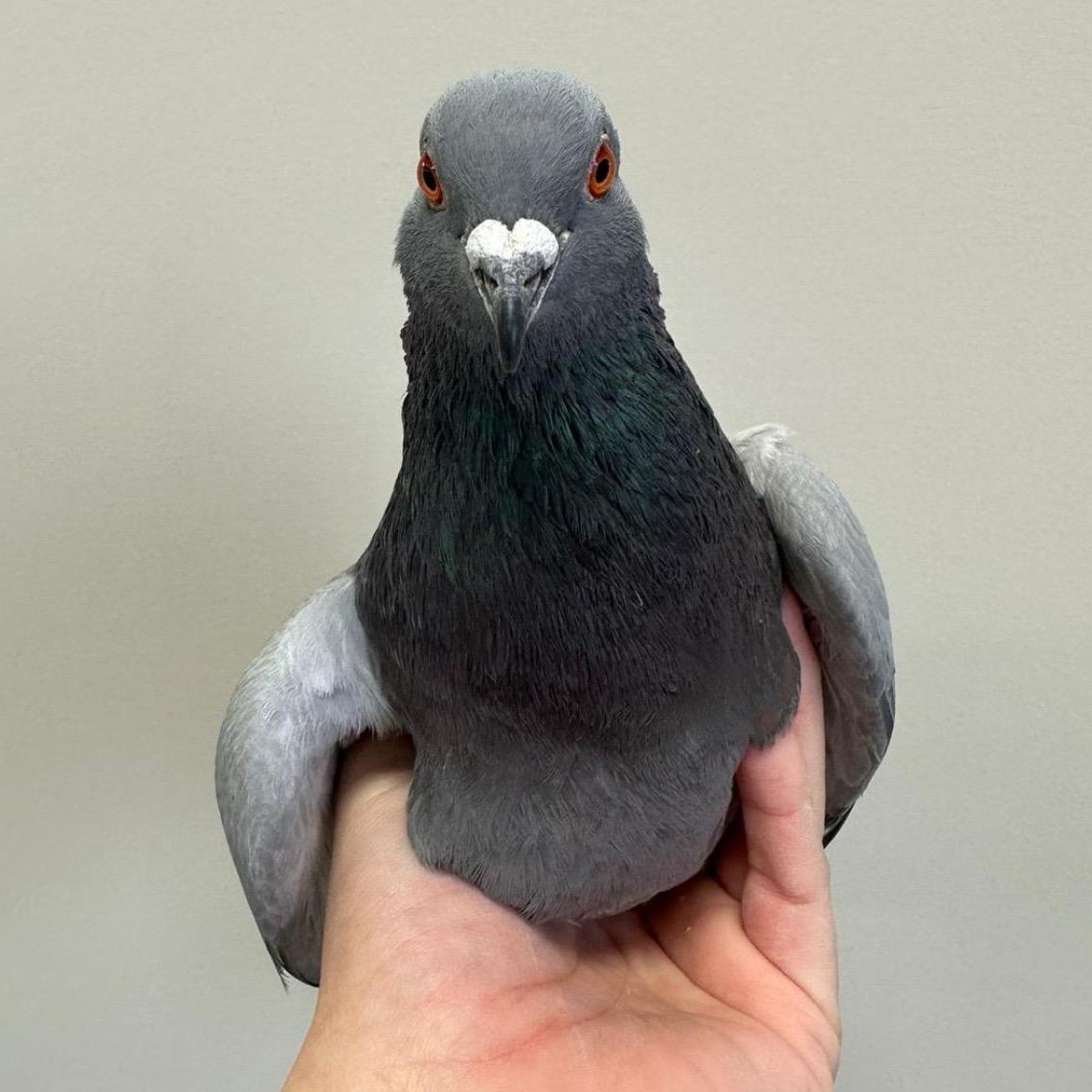 Peregrine, a Adoptable Pigeon in Chicago, IL image 4/4