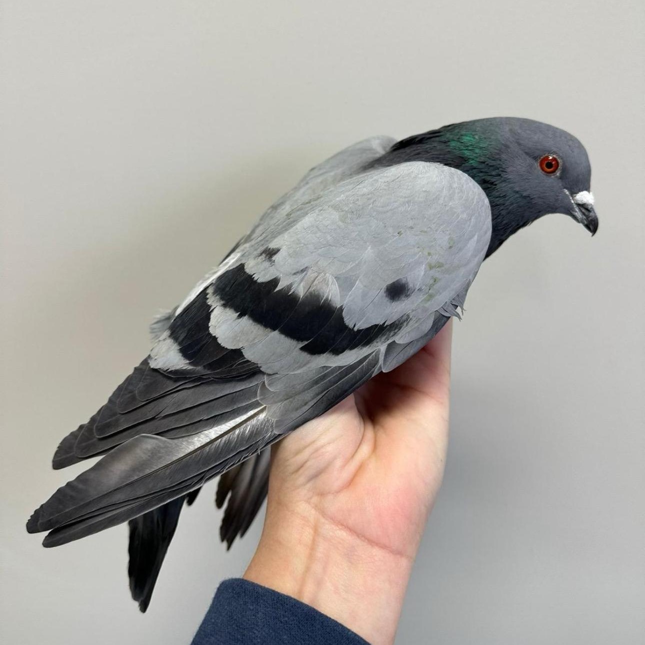 Peregrine, a Adoptable Pigeon in Chicago, IL image 2/4