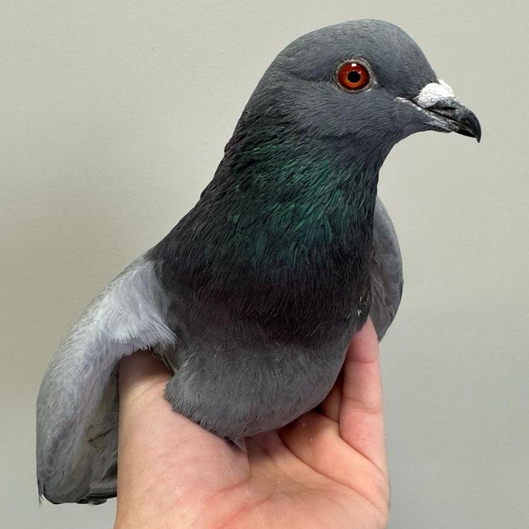 Peregrine, Adoptable, Adult Unknown Pigeon.