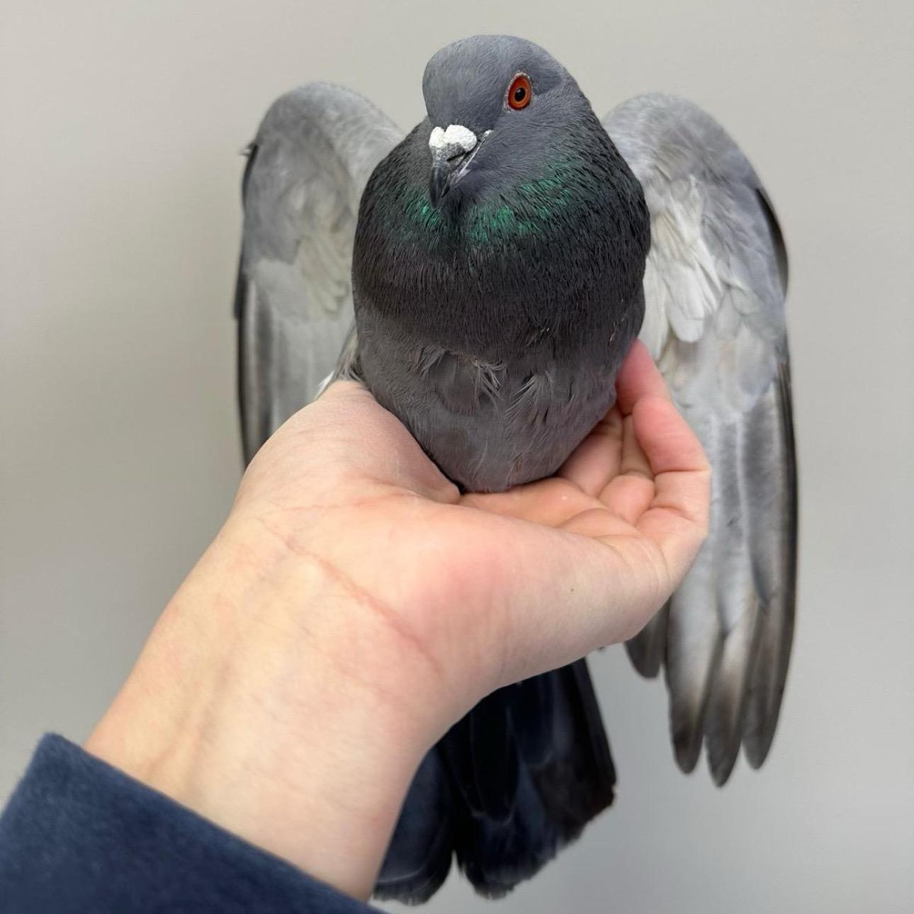 Peregrine, a Adoptable Pigeon in Chicago, IL image 3/4