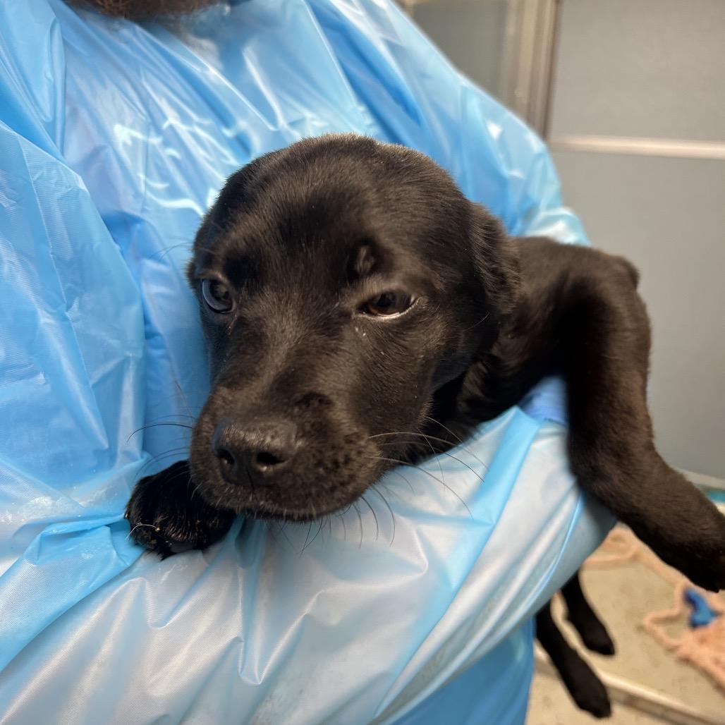Wren, Adoptable, Puppy Female Beagle & Black Labrador Retriever.