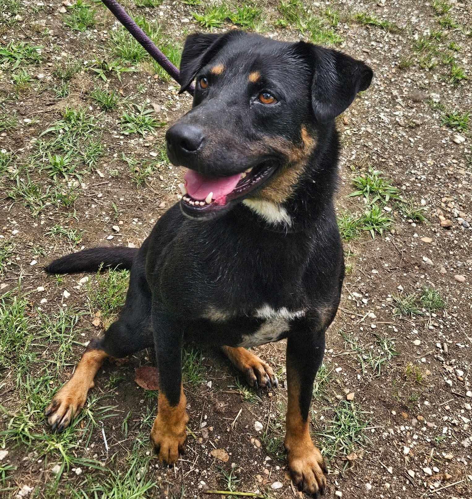 Enlarge Arlo, a Adoptable mixed breed in Anniston, AL image 2/6
