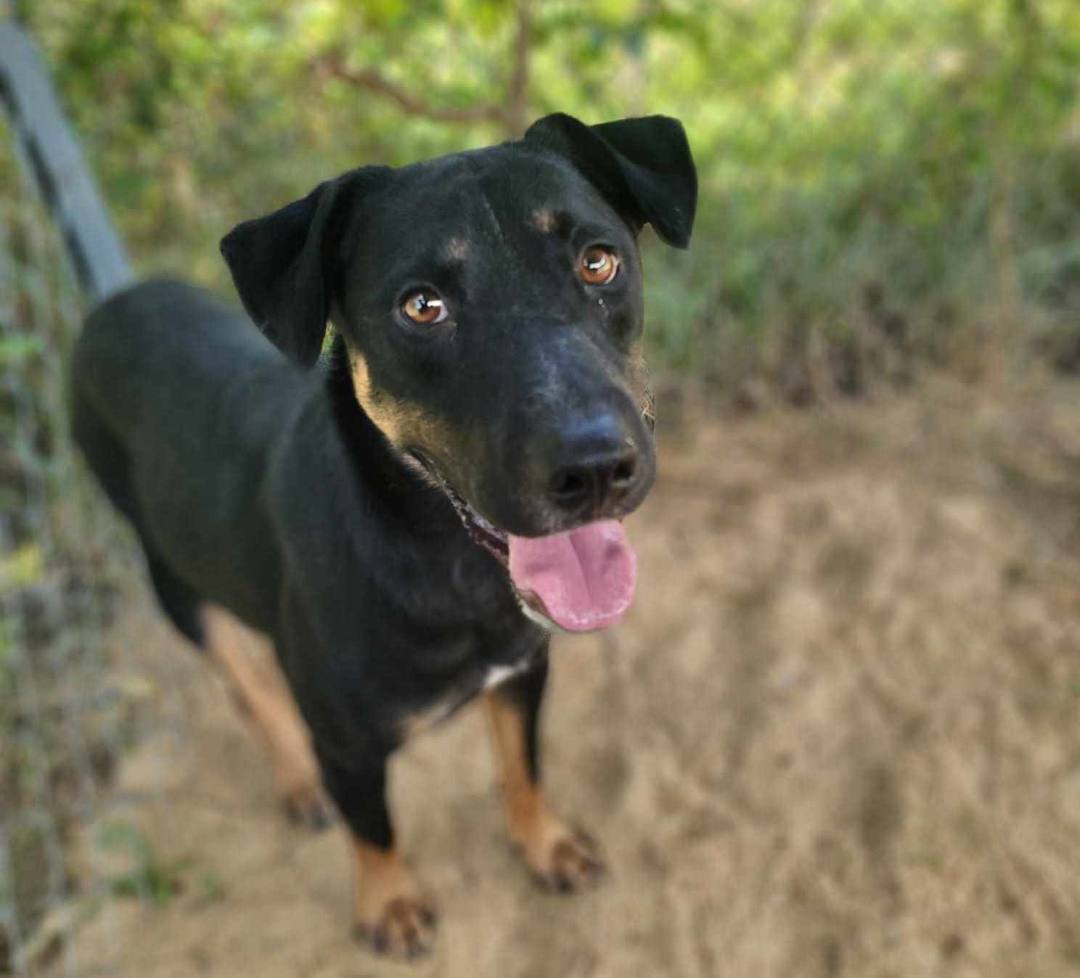 Enlarge Arlo, a Adoptable mixed breed in Anniston, AL image 4/6