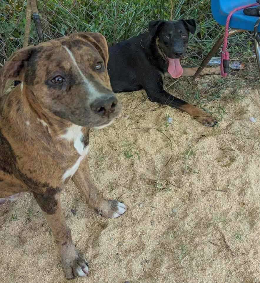 Enlarge Arlo, a Adoptable mixed breed in Anniston, AL image 5/6