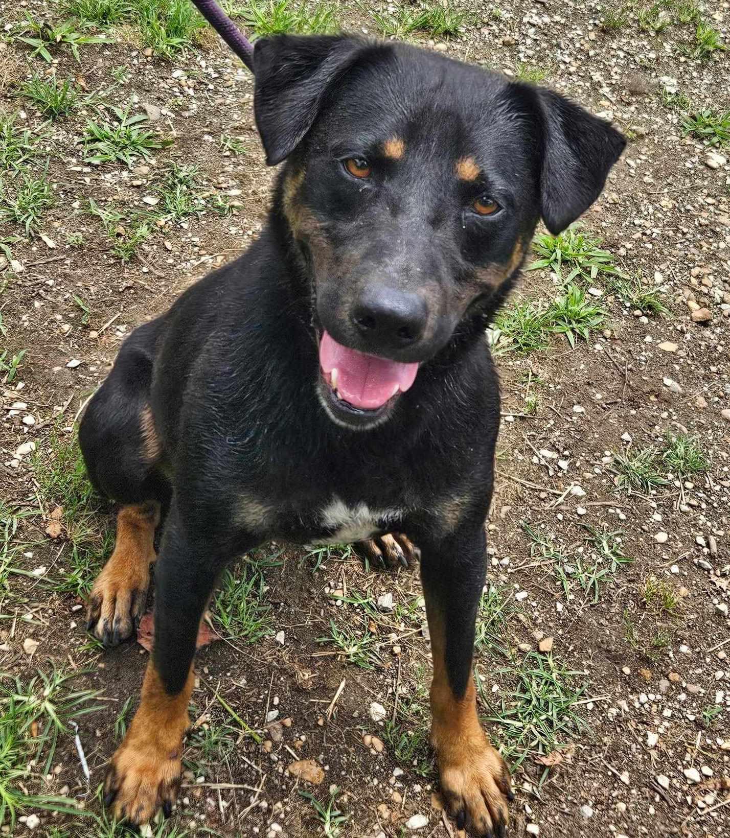 Enlarge Arlo, a Adoptable mixed breed in Anniston, AL image 3/6