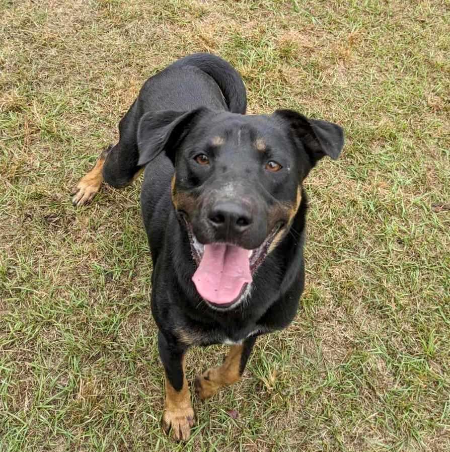 Arlo