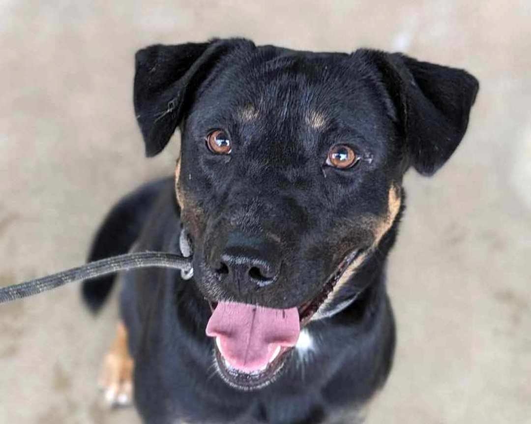 Enlarge Arlo, a Adoptable mixed breed in Anniston, AL image 1/6