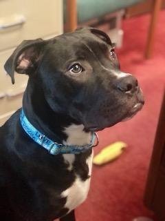 Enlarge Murphy, an adoptable mixed breed in Glen Allen, VA image 1/4