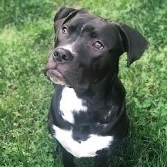 Murphy, adoptable, Young Male Boxer & Labrador Retriever.