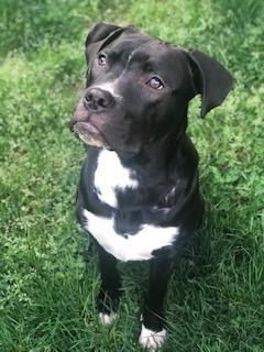 Enlarge Murphy, an adoptable mixed breed in Glen Allen, VA image 3/4