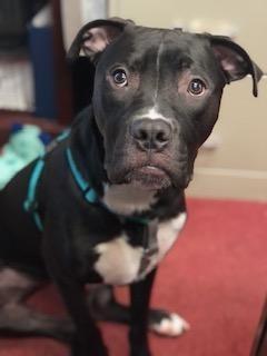 Enlarge Murphy, an adoptable mixed breed in Glen Allen, VA image 4/4