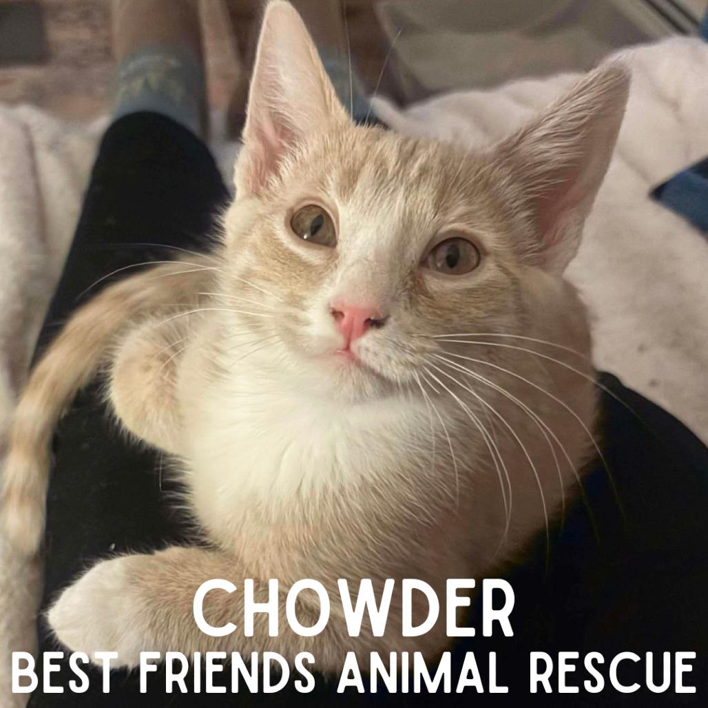 Chowder, Adoptable, Kitten Male Domestic Medium Hair.
