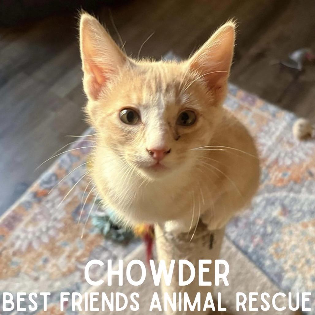 Enlarge Chowder, a Adoptable Domestic Medium Hair in Wasilla, AK image 2/3
