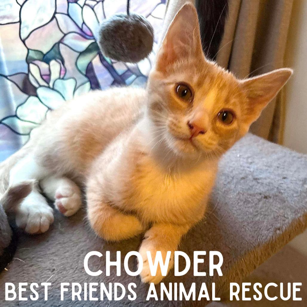 Enlarge Chowder, a Adoptable Domestic Medium Hair in Wasilla, AK image 3/3