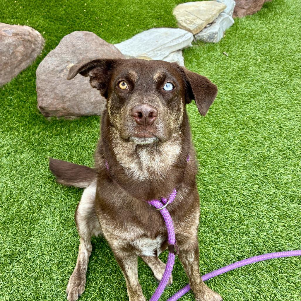 Coco Puff, Adoptable, Adult Female Husky & Cattle Dog.