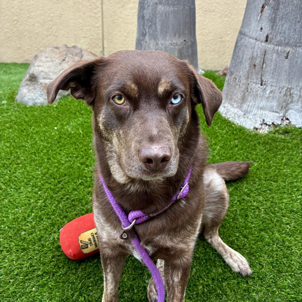 Coco Puff, a Adoptable mixed breed in Long Beach, CA image 1/6