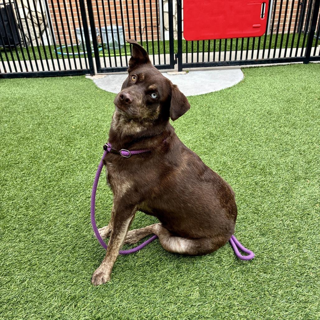 Coco Puff, a Adoptable mixed breed in Long Beach, CA image 2/6