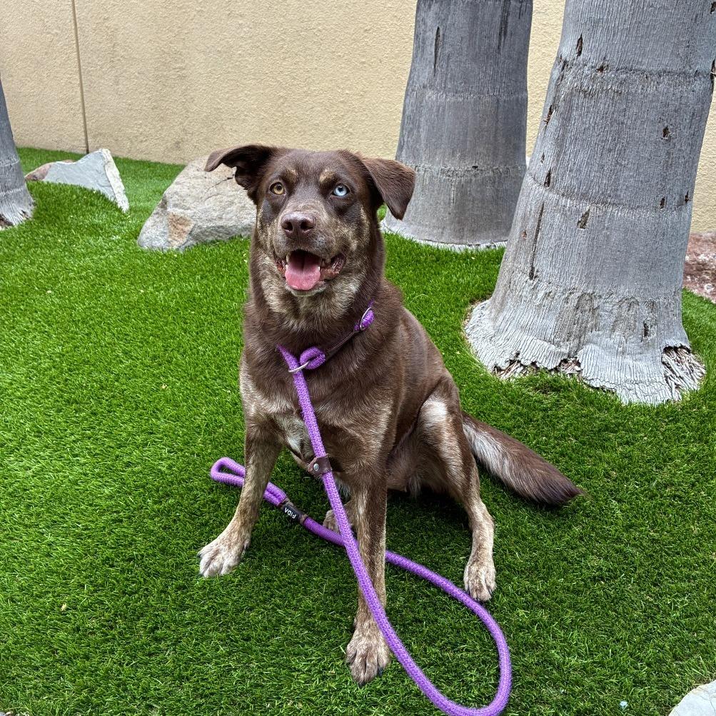 Coco Puff, a Adoptable mixed breed in Long Beach, CA image 3/6