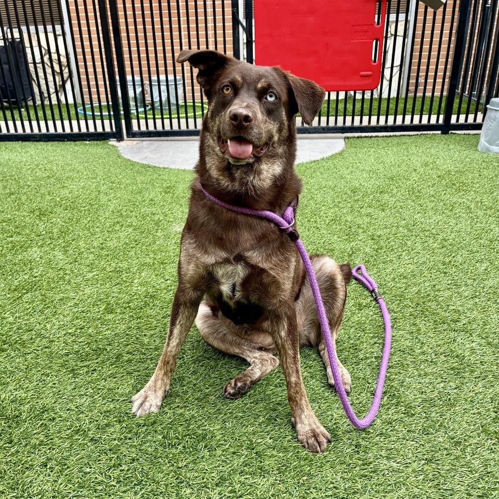 Coco Puff, a Adoptable mixed breed in Long Beach, CA image 4/6
