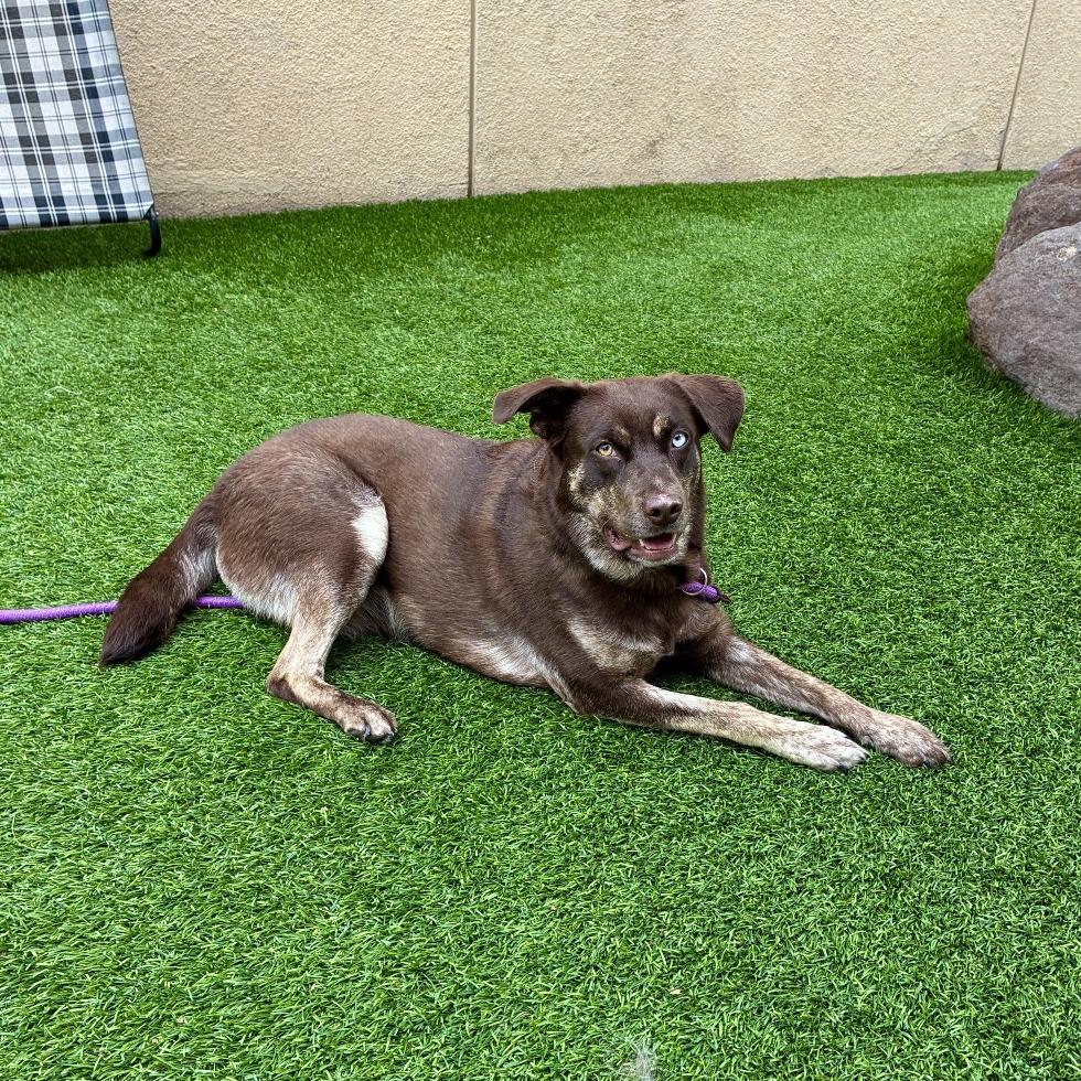 Coco Puff, a Adoptable mixed breed in Long Beach, CA image 5/6