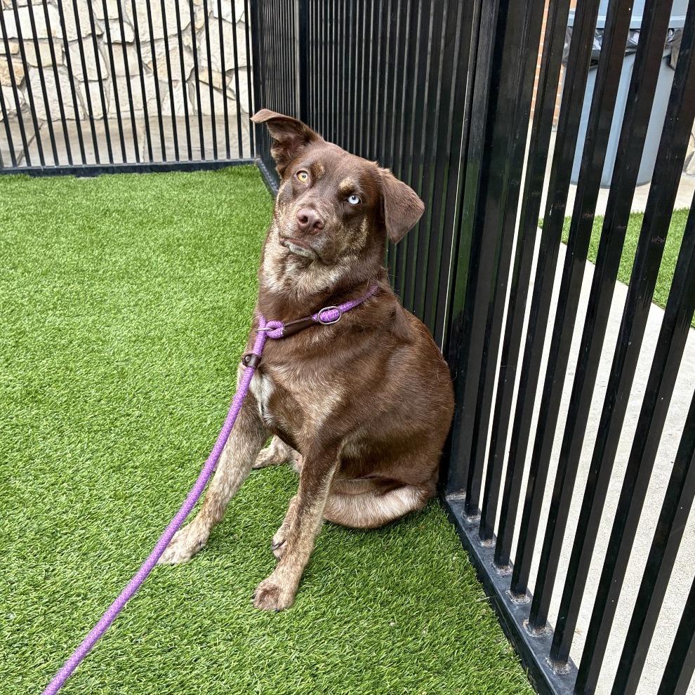 Coco Puff, a Adoptable mixed breed in Long Beach, CA image 6/6