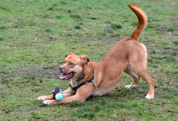 Petunia, a ADOPTABLE mixed breed in Coupeville, WA image 1/4