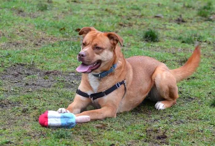 Petunia, a ADOPTABLE mixed breed in Coupeville, WA image 2/4