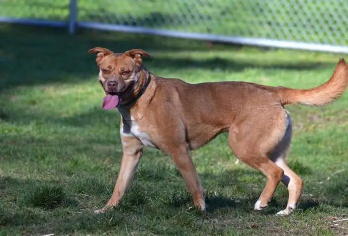 Petunia, a ADOPTABLE mixed breed in Coupeville, WA image 4/4