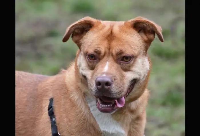 Petunia, a ADOPTABLE mixed breed in Coupeville, WA image 3/4