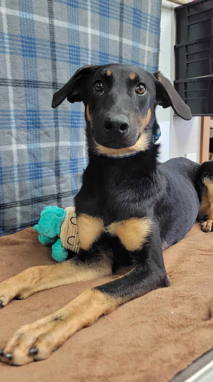 Gada: RIDGE DOG GRADUATE FROM PRISON FACILITY photo 2