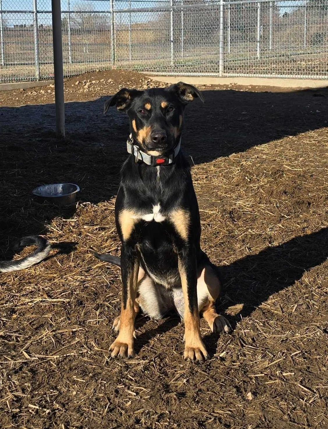 Gada: RIDGE DOG GRADUATE FROM PRISON FACILITY photo 1