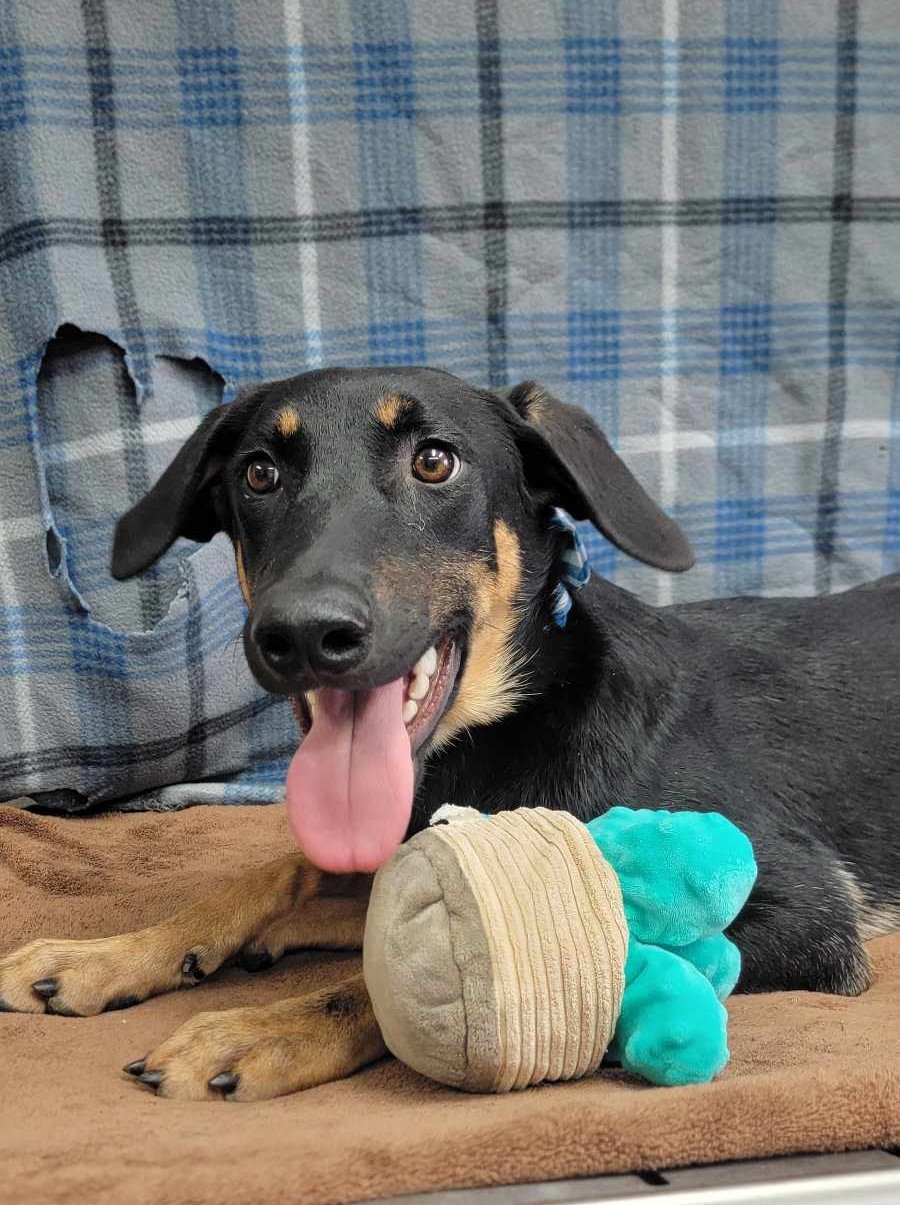 Gada: RIDGE DOG GRADUATE FROM PRISON FACILITY photo 3
