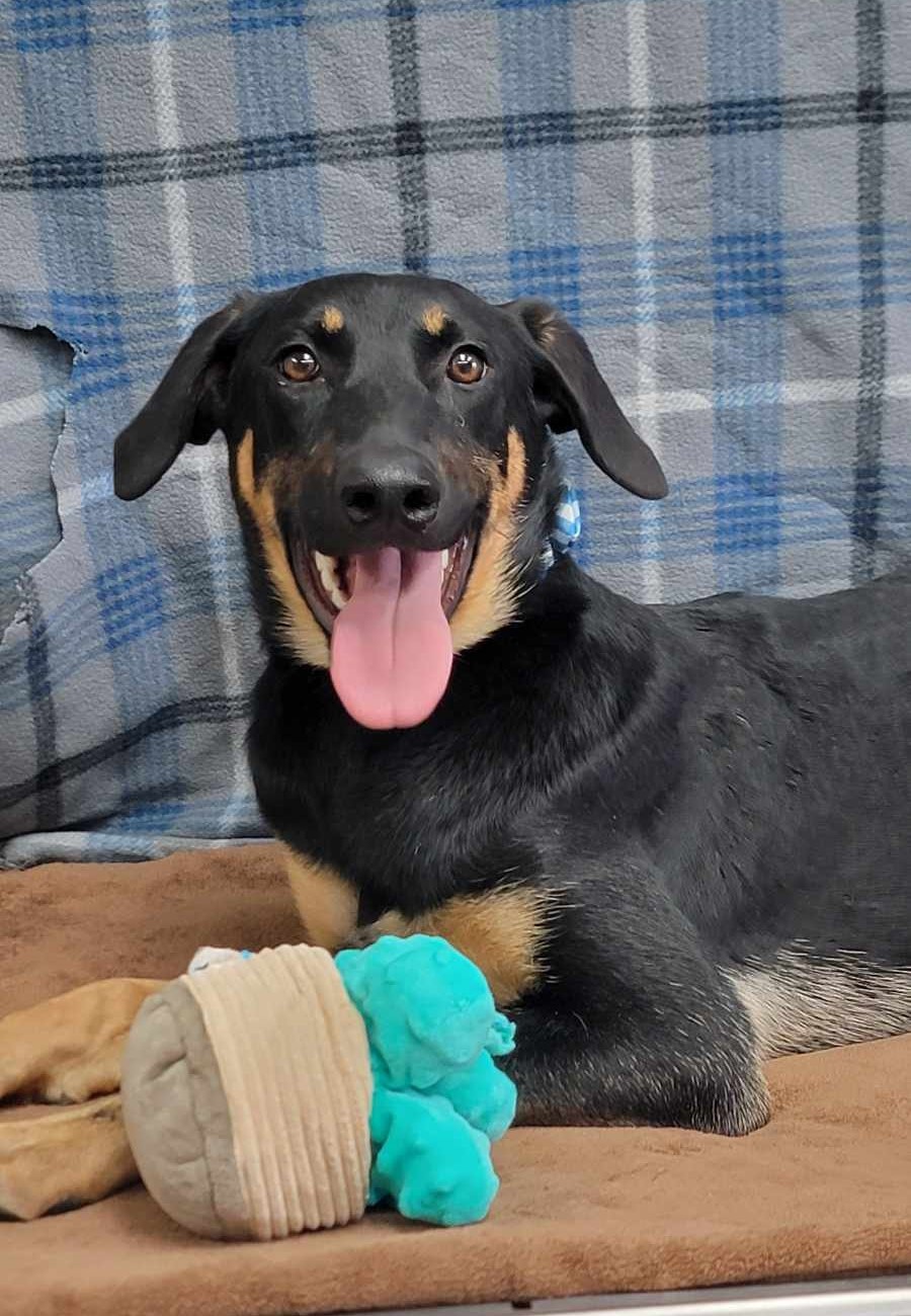Gada: RIDGE DOG GRADUATE FROM PRISON FACILITY photo 4