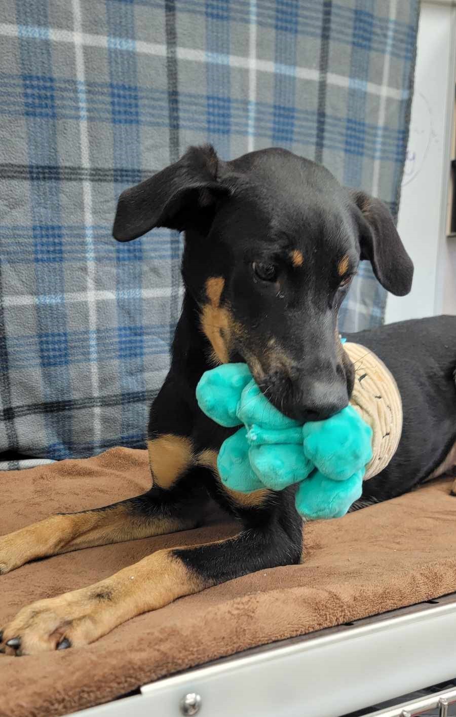 Gada: RIDGE DOG GRADUATE FROM PRISON FACILITY photo 5