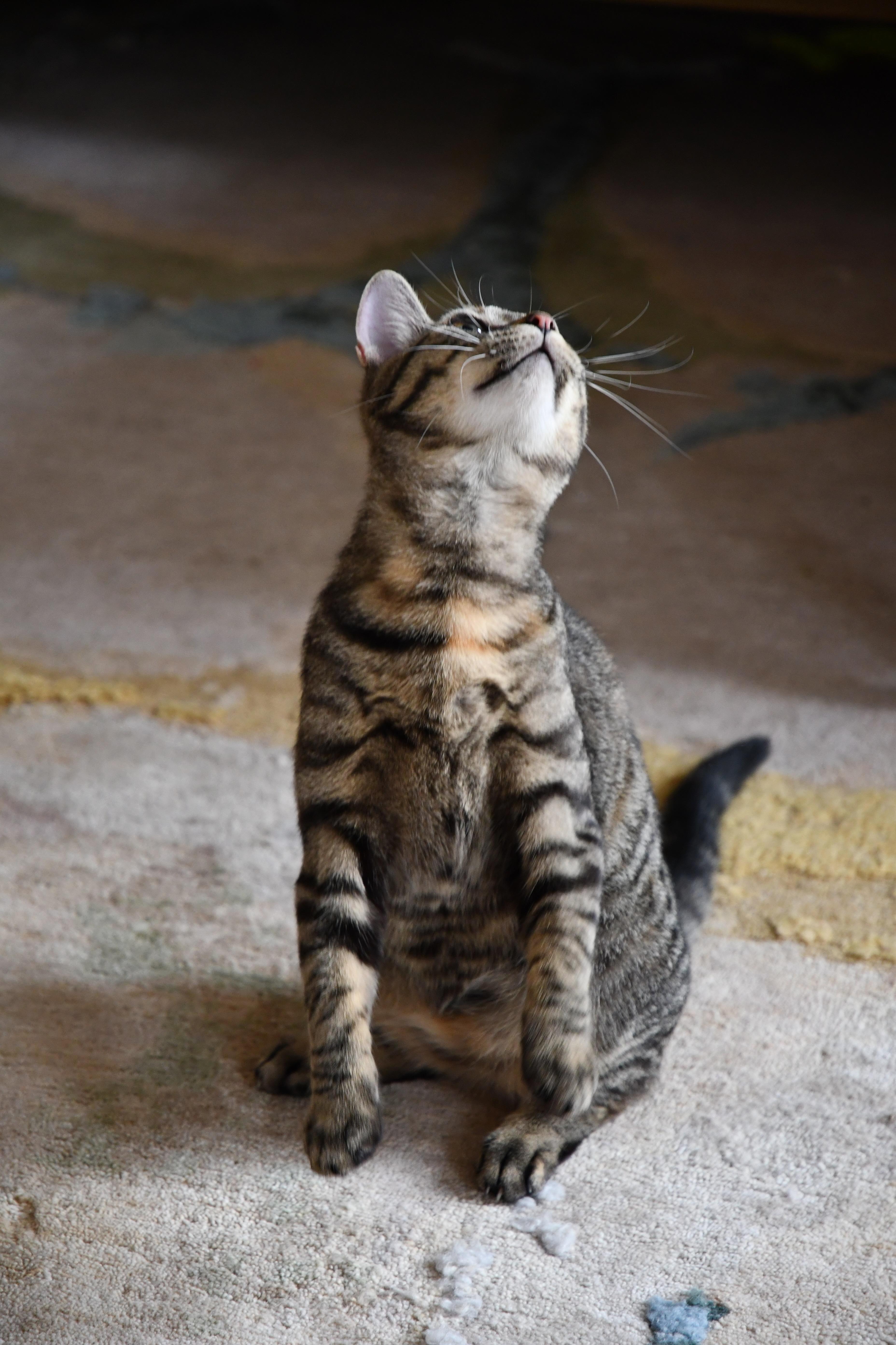 Enlarge Willow, a ADOPTABLE Domestic Short Hair in New York, NY image 4/5