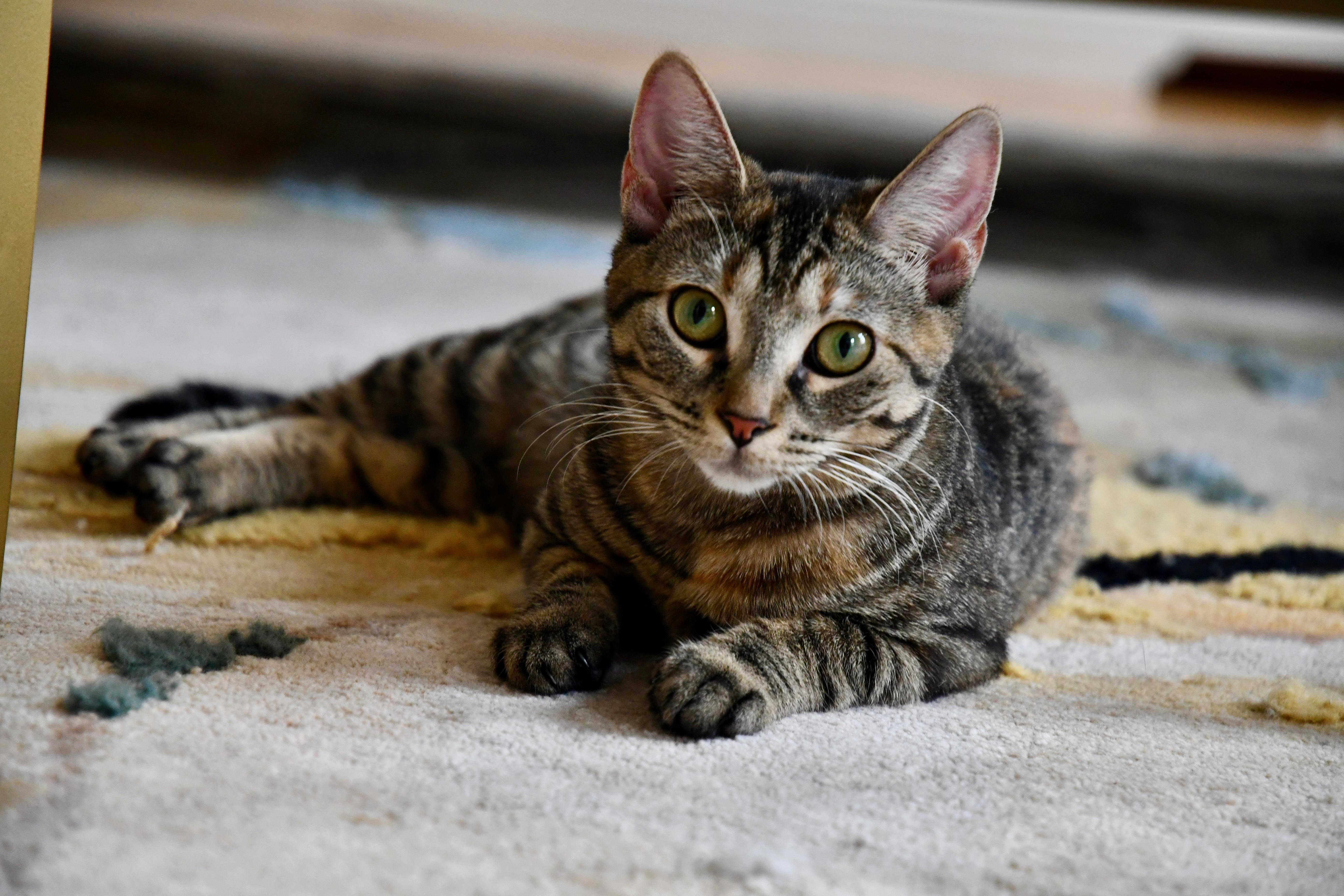Enlarge Willow, a ADOPTABLE Domestic Short Hair in New York, NY image 1/5