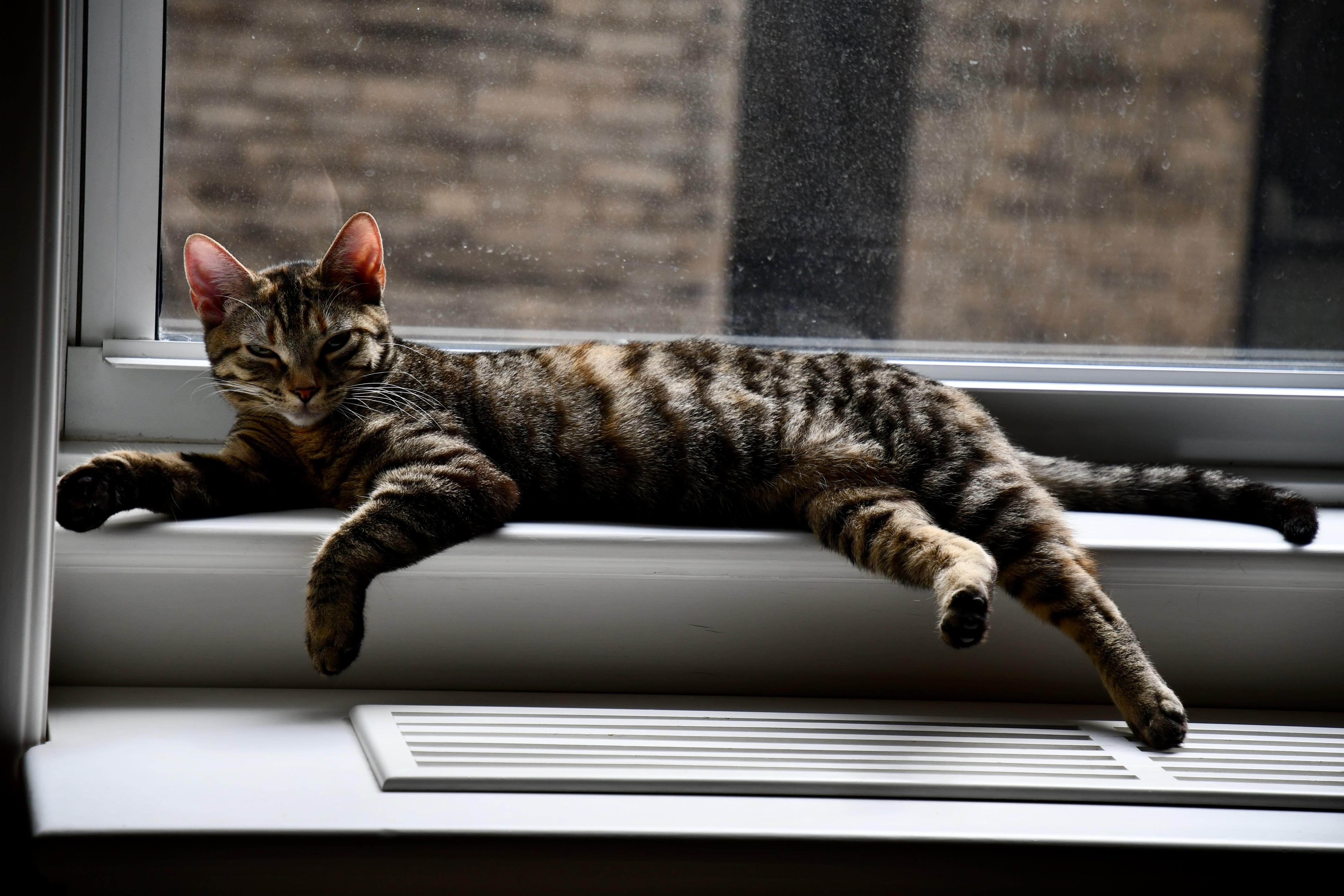 Enlarge Willow, a ADOPTABLE Domestic Short Hair in New York, NY image 2/5