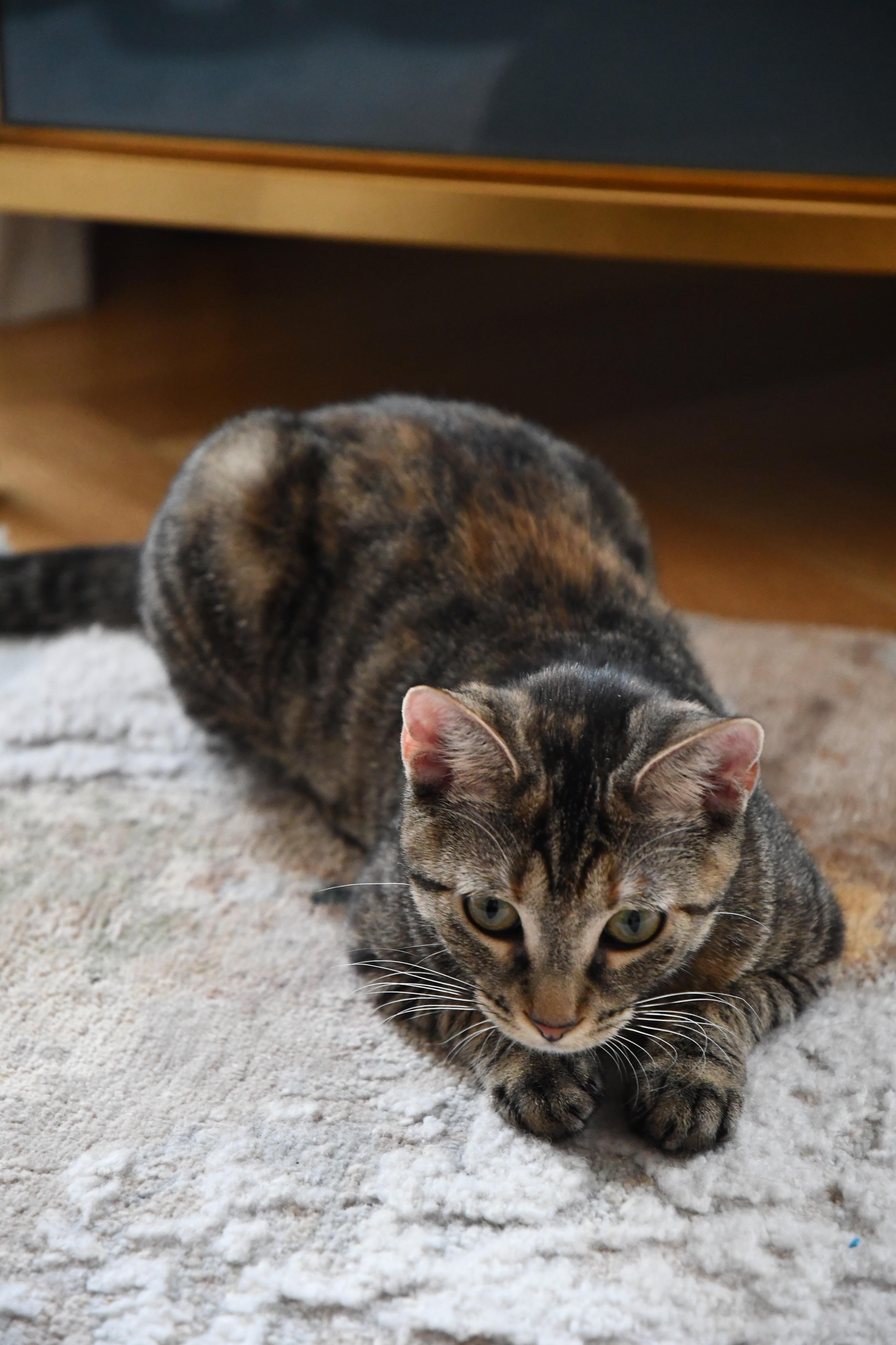 Enlarge Willow, a ADOPTABLE Domestic Short Hair in New York, NY image 3/5