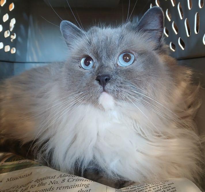 Enlarge 321398828, an adopted Ragdoll in Lees Summit, MO image 1/1