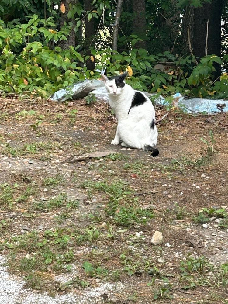Enlarge Cool Cow ***Barn Cat***, a Adoptable Domestic Short Hair in Randolph, MA image 2/2