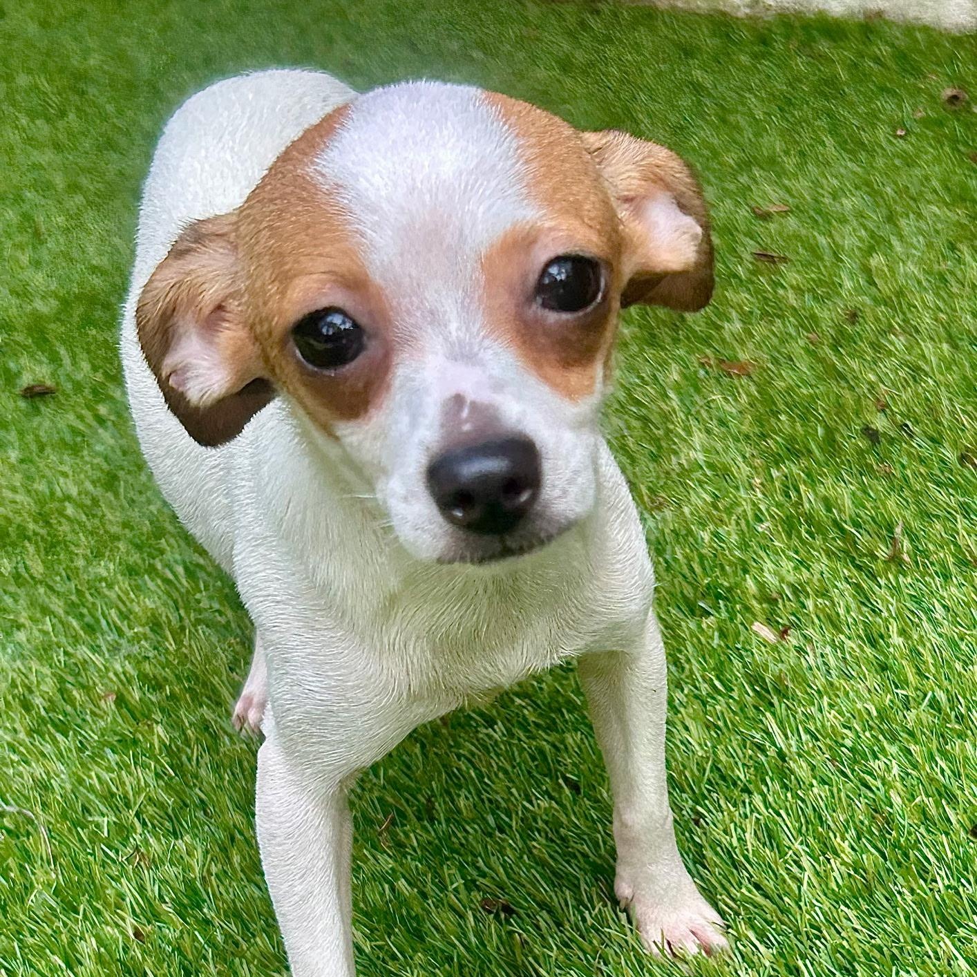 Dolly, Adopted, Puppy Female Chihuahua.