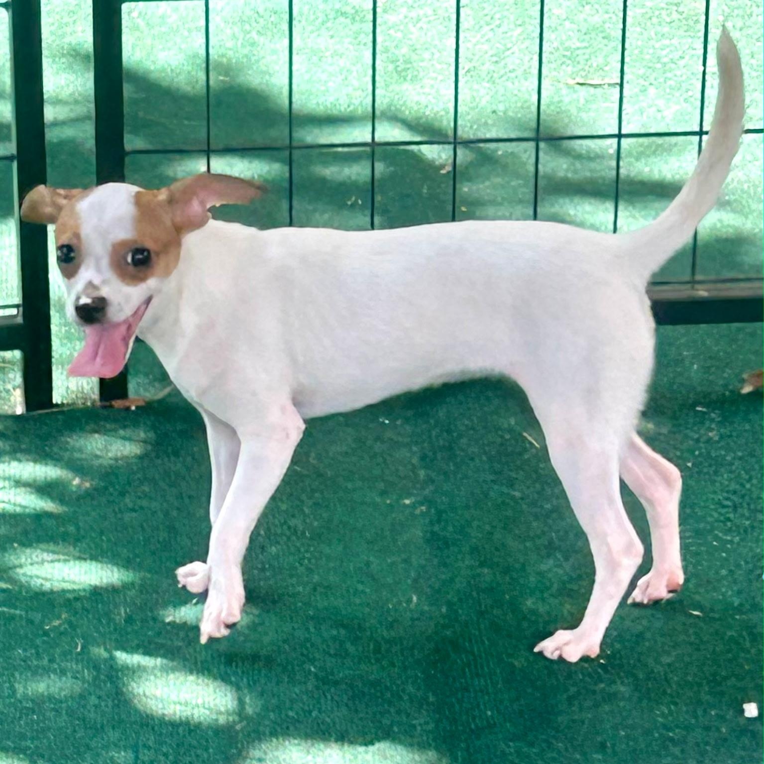 Enlarge Dolly, a Adopted mixed breed in Lake Worth, FL image 2/6